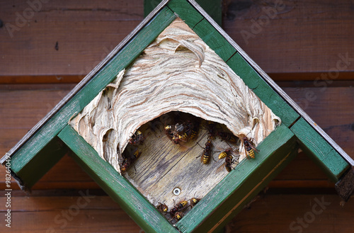 Hornissen bauen ihr Nest im Meisenkasten 