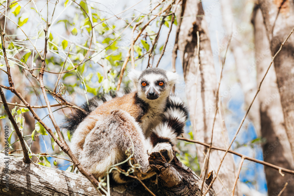 Ring-tailed maki catta lemur on a tree