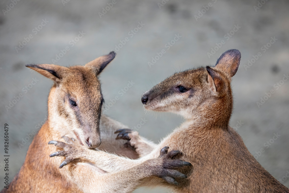 Two agile wallabys (Notamacropus agilis) are fighting each other. It is a species of wallaby found in northern Australia and New Guinea. It is a sandy colour, becoming paler below. Two agile wallabys (Notamacropus agilis) are fighting each other. It is a species of wallaby found in northern Australia and New Guinea. It is a sandy colour, becoming paler below.