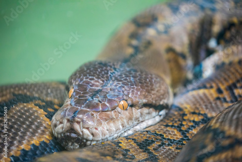 The reticulated python (Malayopython reticulatus) is a species of snake in the family Pythonidae. The species is native to South Asia and Southeast Asia. It is the world's longest snake. photo