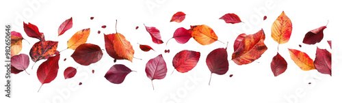 Colorful Autumn Leaves Falling on Transparent Background