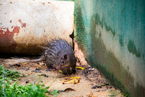 The Asiatic brush-tailed porcupine (Atherurus macrourus) is a species of rodent in the family Hystricidae. 
It is a nocturnal and fossorial species.  photo