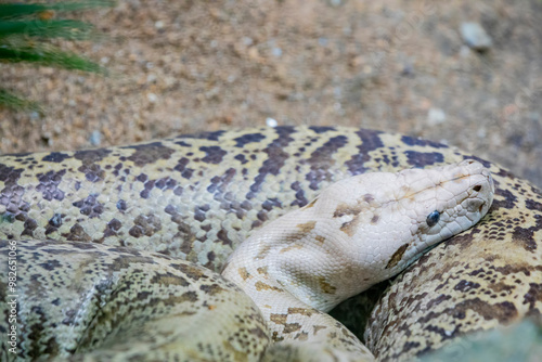 Granite Burmese Python (Python bivittatus) is one of the largest species of snakes. It is native to a large area of Southeast Asia and is listed as Vulnerable on the IUCN Red List. photo