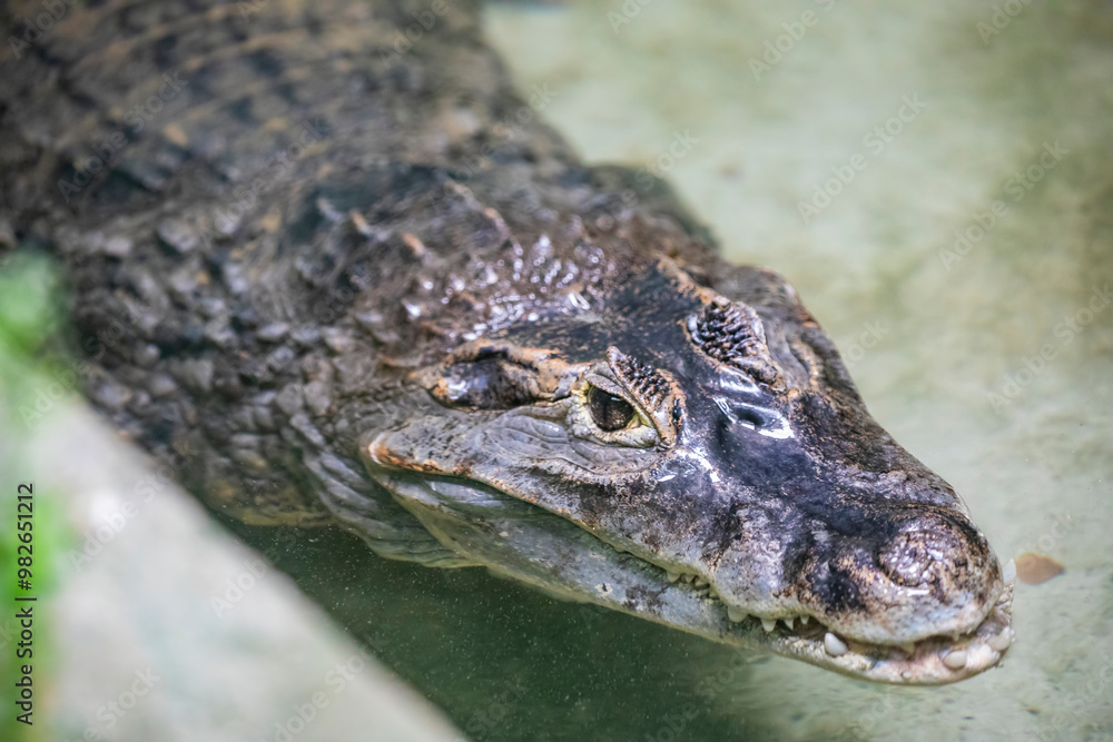 The spectacled caiman (Caiman crocodilus) is a crocodilian in the family Alligatoridae. It is brownish-, greenish-, or yellowish-gray colored and has a spectacle-like ridge between its eyes. The spectacled caiman (Caiman crocodilus) is a crocodilian in the family Alligatoridae. It is brownish-, greenish-, or yellowish-gray colored and has a spectacle-like ridge between its eyes.