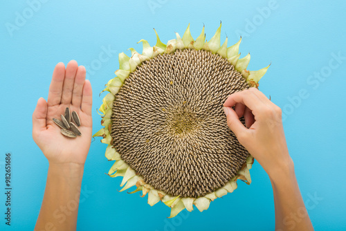 Young adult woman hands picking dry gray seeds from sunflower on light blue table background. Pastel color. Closeup. Point of view shot. Top down view.