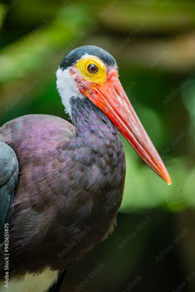 Fototapeta premium Storm's stork (Ciconia stormi) is a medium-sized stork species that occurs primarily in lowland tropical forests of Indonesia, Malaysia and southern Thailand. It is considered to be the rarest of all 