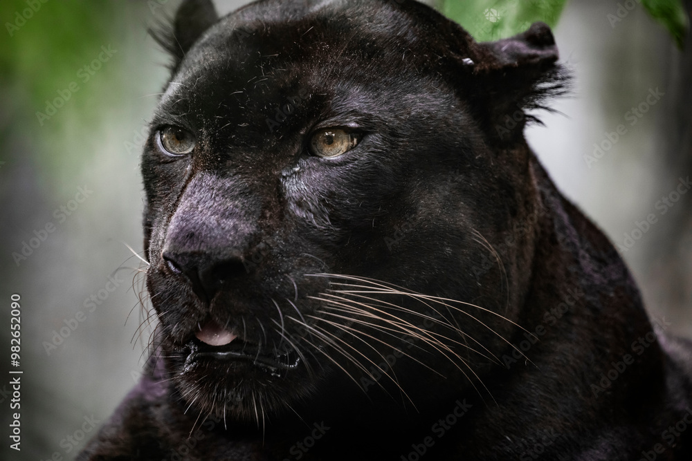 Fototapeta premium The Black Panther (Panthera pardus delacouri) It occurs in mainland Southeast Asia and southern China, and is listed as Critically Endangered. 