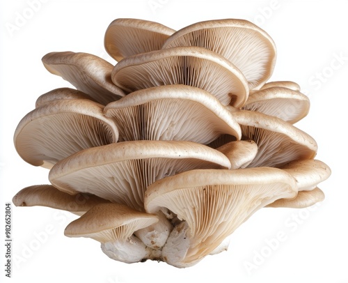 Oyster mushrooms isolated on a white background