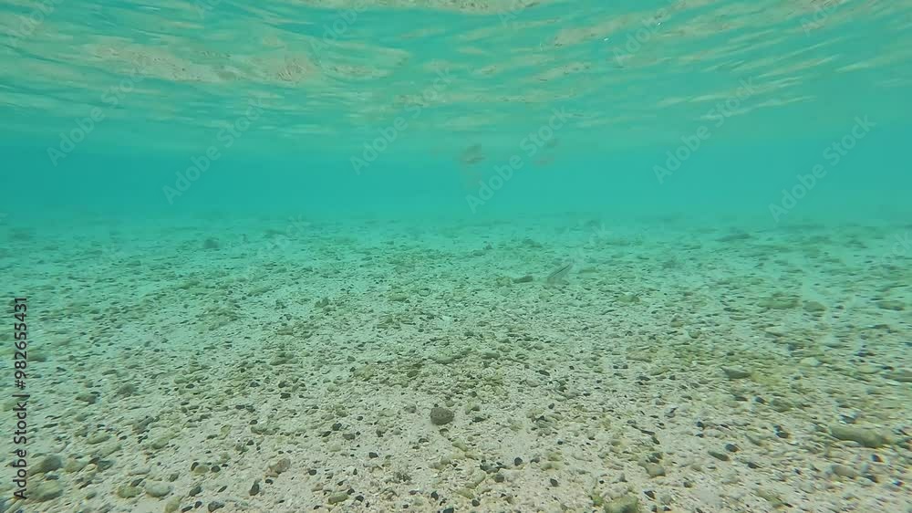 Diving near coast of tropical Maldivian island. Underwater, small school of fish swims over sandy seabed with small stones. Above the surface, tropical island with sandy beach, palm forest, and boat Diving near coast of tropical Maldivian island. Underwater, small school of fish swims over sandy seabed with small stones. Above the surface, tropical island with sandy beach, palm forest, and boat