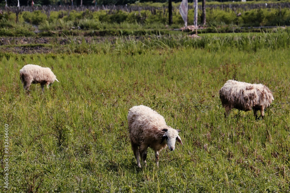 Obraz premium sheep in the garden during the day
