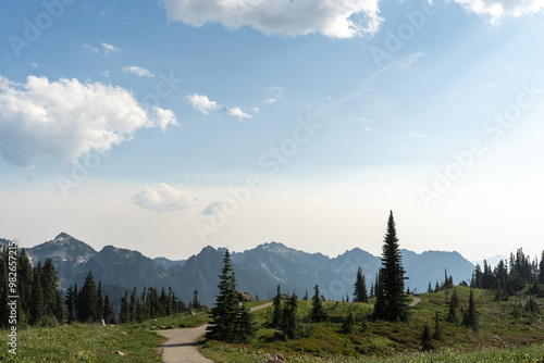 forest in the mountains