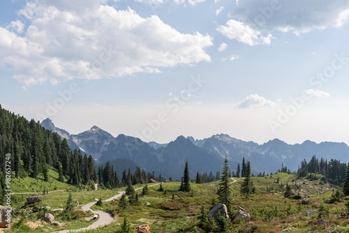 forest in the mountains