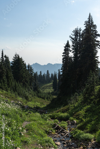 forest in the mountains