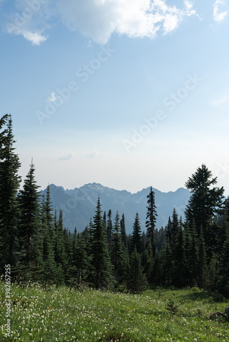 forest in the mountains
