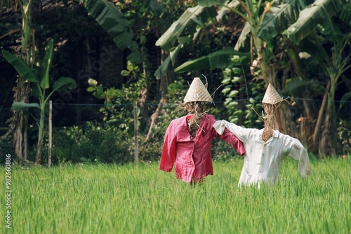 stuffed scarecrow in the middle of a rice field