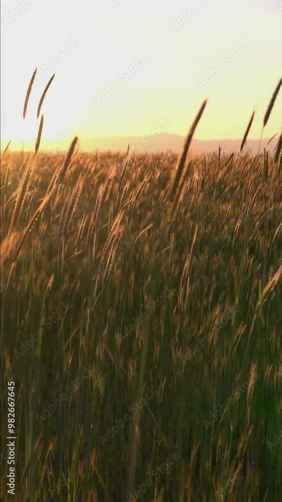 Sunset in the wheat fields in the surroundings of Alcorcón. Community of Madrid. Spain Sunset in the wheat fields in the surroundings of Alcorcón. Community of Madrid. Spain