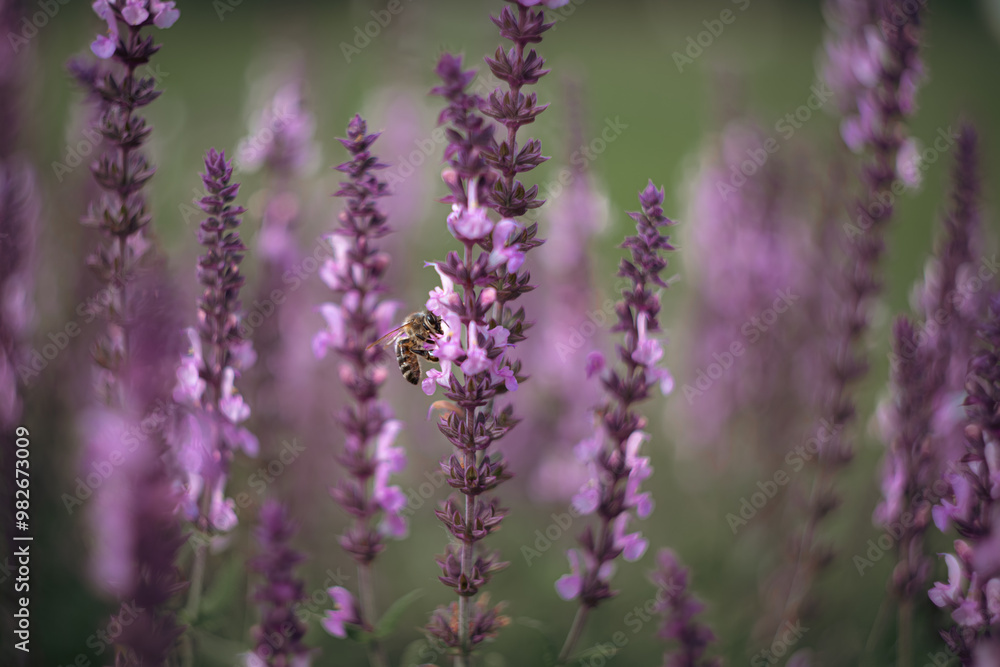 In the close-up, the flowers showcase their stunning violet color. A bee buzzes gently, symbolizing the cycle of life in nature. In the close-up, the flowers showcase their stunning violet color. A bee buzzes gently, symbolizing the cycle of life in nature.