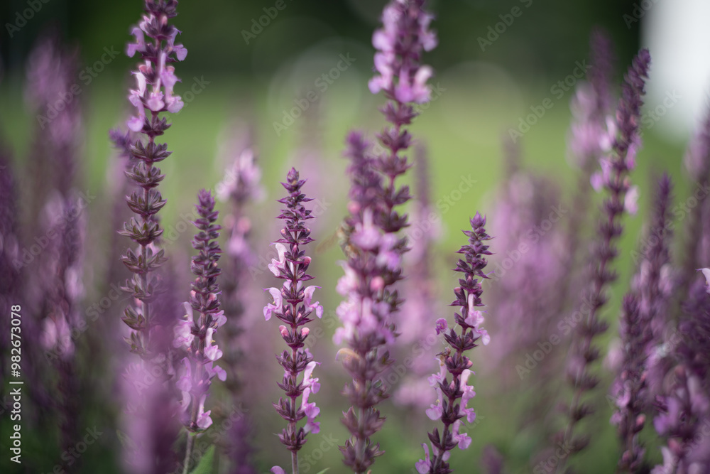 Obraz premium A field of lavender stretches into the distance, with soft purple hues dominating the image. The sunlight filters through, highlighting the delicate flowers.