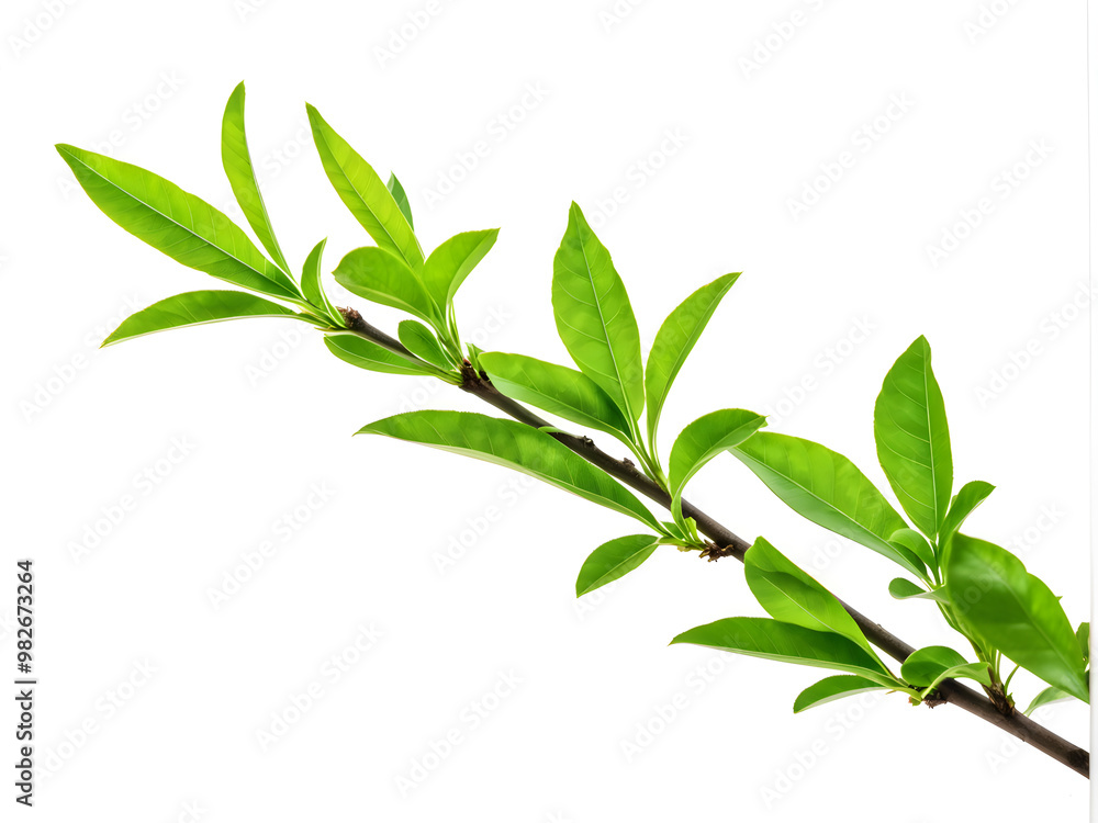 Fototapeta premium Green tree branch isolated white background with clipping path, full hd 