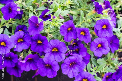 Petunia potted plants with purple flowers.