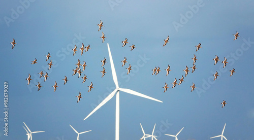 Fotografie A flock of black-tailed godwits, limosa limosa, in flight across a blue sky with modern wind turbines producing green energy posing a danger to wildlife in the background