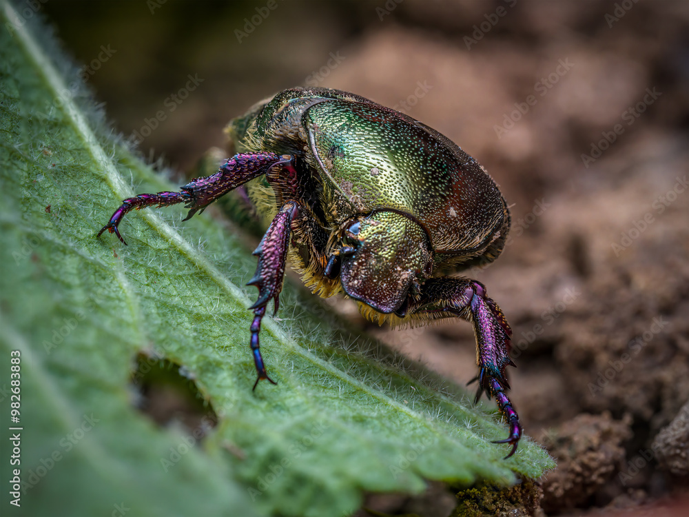 Fototapeta premium Closeup shot of a Copper Chafer beetle on a plant leaf