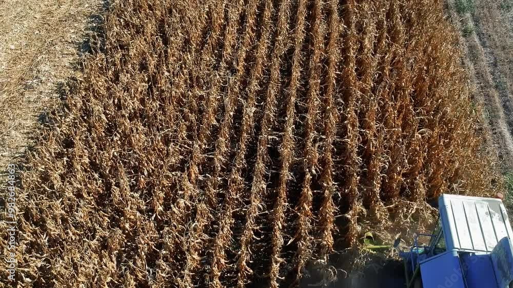 Combine Harvester Harvesting Corn - Drone Point of View. Corn Harvest ...