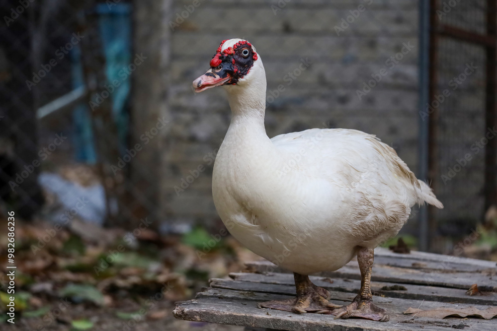 The white duck is cute animal at farm The white duck is cute animal at farm