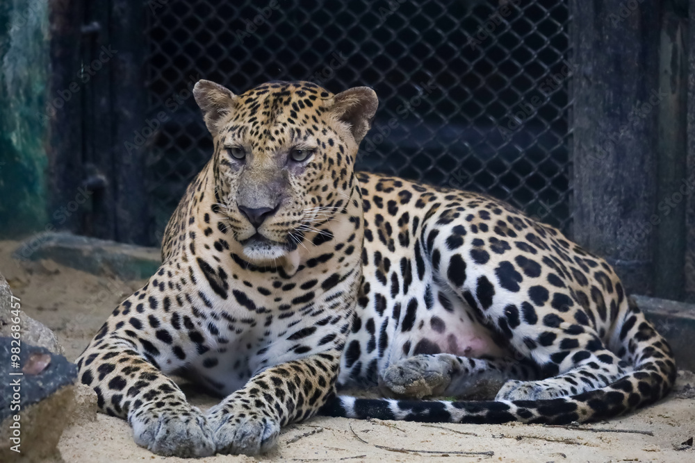 Fototapeta premium The leopard tiger is fast tiger and rest in zoology