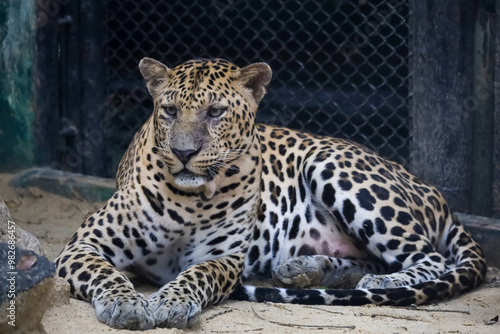 The leopard tiger is fast tiger and rest in zoology