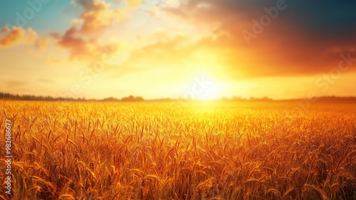 A breathtaking sunset over a golden wheat field, capturing the beauty of nature and tranquility in a rural landscape. photo