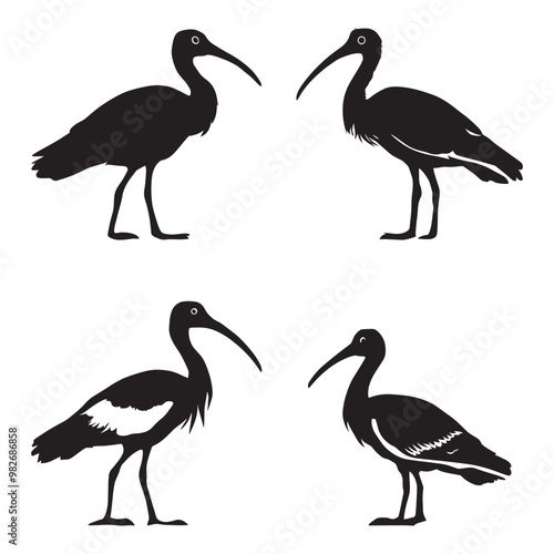 Black and white vector silhouettes set of ibis