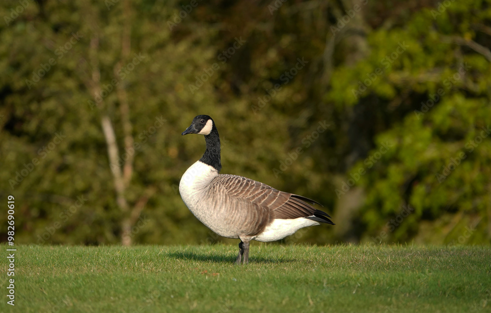 A beautiful view of a Canada goose standing on the grass in a park in summer. A beautiful view of a Canada goose standing on the grass in a park in summer.