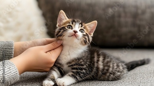 A playful kitten enjoys gentle affection from a person, showcasing the bond between pets and their owners in a cozy setting. photo