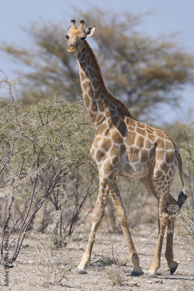 Obraz premium Young Giraffe (Giraffa camelopardalis) walking amongst arid scrubland in Etosha National Park, Namibia