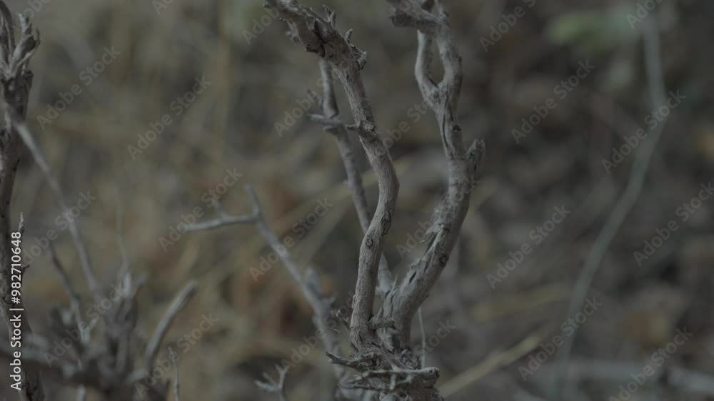 Close-Up of Dry Twisted Branches. High quality 4k footage Close-Up of Dry Twisted Branches. High quality 4k footage