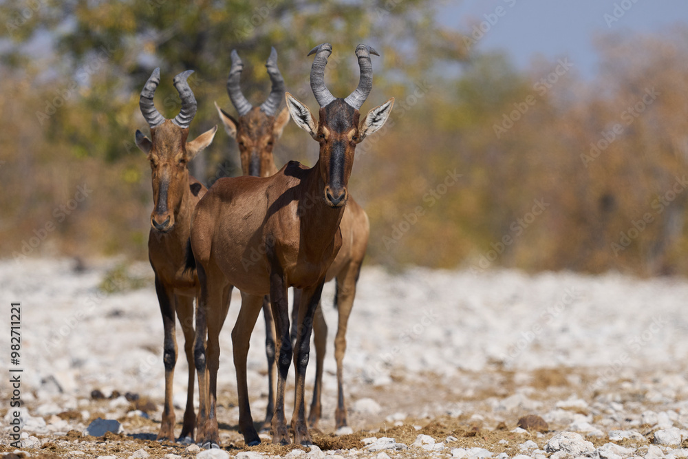 Red Hartebeest (Alcelaphus buselaphus caama ) approaching a waterhole in Etosha National Park, Namibia Red Hartebeest (Alcelaphus buselaphus caama ) approaching a waterhole in Etosha National Park, Namibia