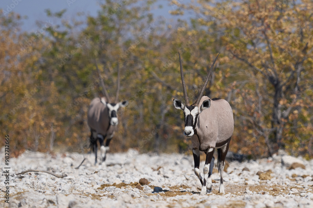 Gemsbok (Oryx gazella) approaching a waterhole in Etosha National Park, Namibia Gemsbok (Oryx gazella) approaching a waterhole in Etosha National Park, Namibia
