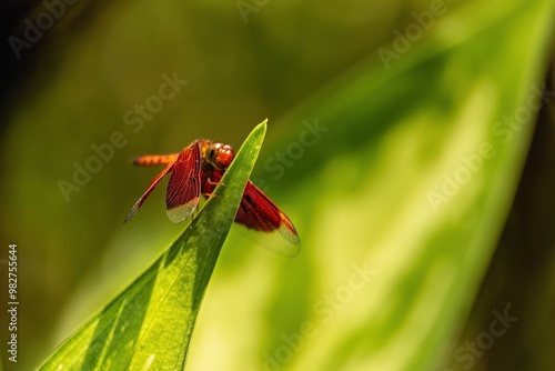 Photography This close perspective captures a vibrant dragonfly perched on a bright green leaf in Taman Rama-rama Kuala Lumpur, showcasing its intricate wings against a softly blurred background