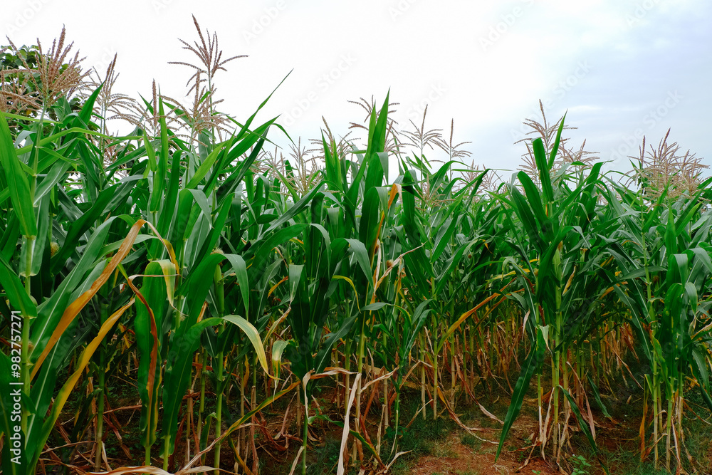 corn plantations in tropical areas corn plantations in tropical areas