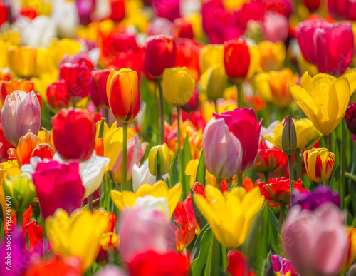 Vibrant Dutch Tulips in Full Bloom - Colorful Flowers, yellow, red, pink.