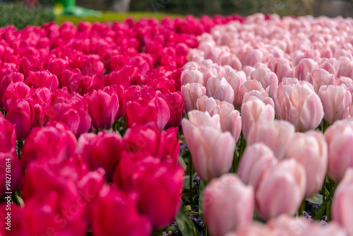 Vibrant Dutch Tulips in Full Bloom - Colorful Flowers, yellow, red, pink.