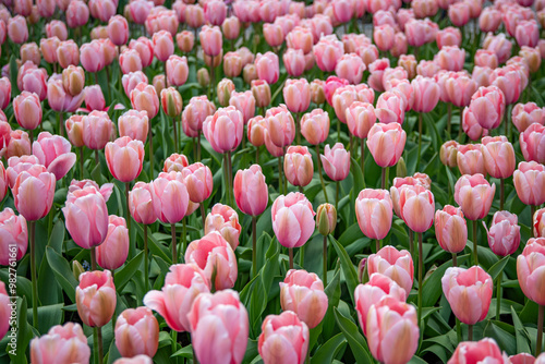 Vibrant Dutch Tulips in Full Bloom - Colorful Flowers, yellow, red, pink.
