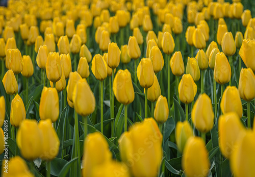Vibrant Dutch Tulips in Full Bloom - Colorful Flowers, yellow, red, pink.