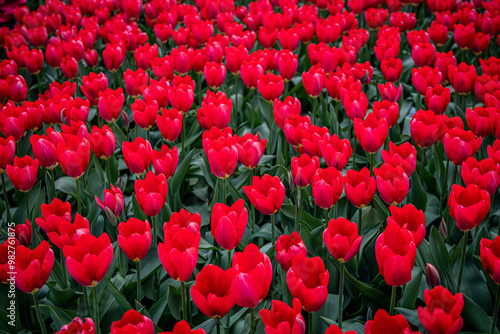 Vibrant Dutch Tulips in Full Bloom - Colorful Flowers, yellow, red, pink.