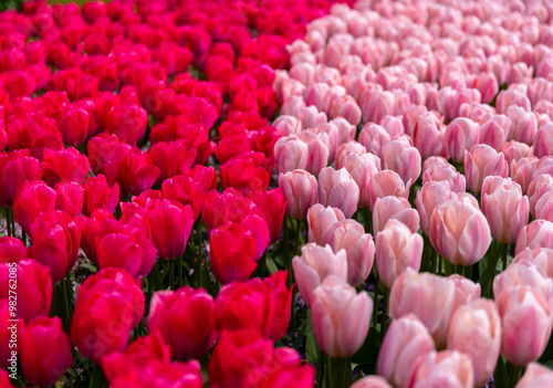 Vibrant Dutch Tulips in Full Bloom - Colorful Flowers, yellow, red, pink.