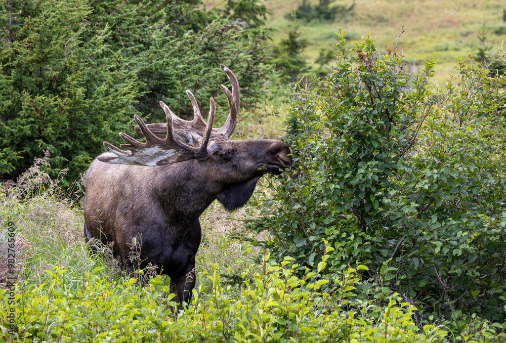 Fototapeta premium Bull Alaska Yukon Moose in Early Autumn in Alaska