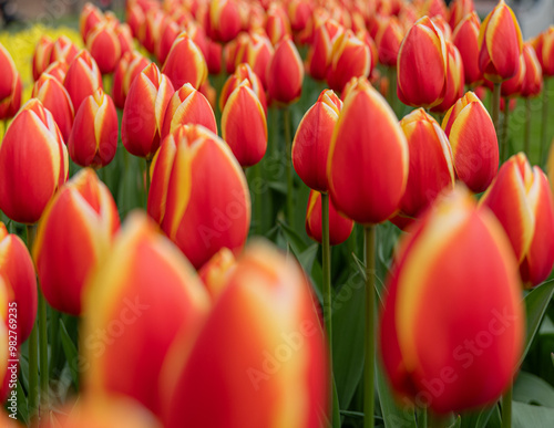 Vibrant Dutch Tulips in Full Bloom - Colorful Flowers, yellow, red, pink.