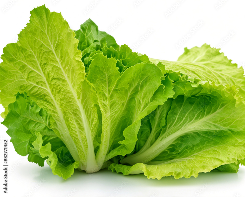 Fresh lettuce, isolated on white background Fresh lettuce, isolated on white background