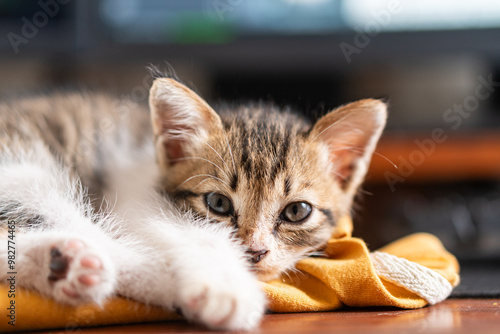 Adorable Sleeping Kitten on Yellow Sweatshirt photo